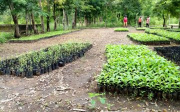 CAVNET Embarks on Afforestation Project